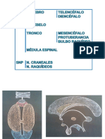 Láminas Sistema Nervioso 19-20