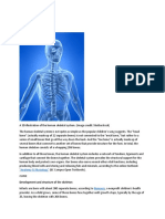 The Human Skeletal System