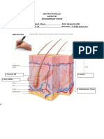 Mazon - Integumentary System