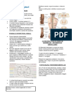 Medula Espinal