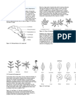 Leaf Morphology