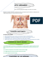 Resumen AnatomoII-1