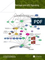 Https Learn - Cellsignal.com Hubfs Pdfs 19-Cel-11131-Pwh-Digital