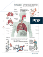 Aparato Respiratorio