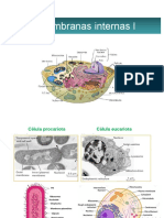 Teorico Membranas Internas 1A Biologia UNLP