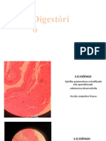 Resumo P1 Histo