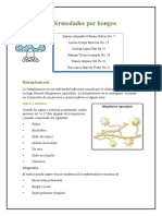 Enfermedades Por Hongos