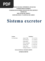 Sistema Excretor