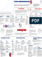 Sistema Cardiovascular: Sistema Arterial Sistema Venoso Sistema Linfatico