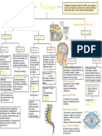 (Raquídeas) (Craneales) : Leptomeninges (Delgadas) Paquimeninges (Gruesas) Duramadre