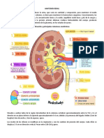 Anatomía Renal