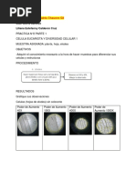 Resultados Parte 1 Celula Vegetal