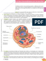 Dibujar La Célula Eucarionte