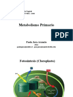 Clase 5 - Metabolismo Primario