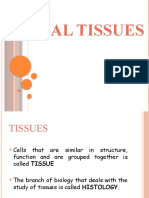 Animal Tissues