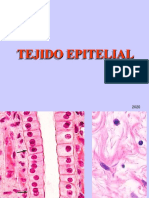 Tejido Epitelial