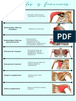 Deltoides Fibras Anteriores