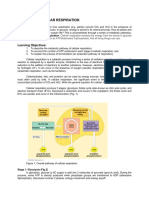 Module 3C - Cellular Respiration 