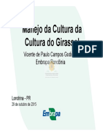 Cultura Girassol