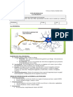 Guia de Aprendizaje La Neurona