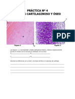 Práctica 4. Tejidos Cartilaginoso y Óseo. Ejercicios