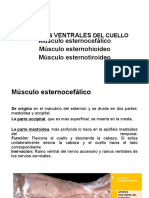 Músculos Del Cuello: Ventrales Músculo Esternocefálico Músculo Esternohioideo Músculo Esternotiroideo