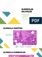 Ficha de Histología - Glandulas Salivales y Sist. Respiratorio