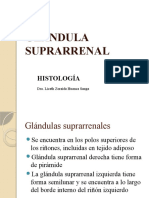 Glándula Suprarrenal: Histología