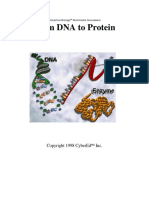 DNAto Protein