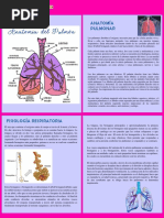 Fisiología Respiratoria - de La Cruz Romero Flor Eliza