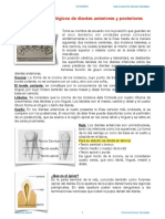 Aspectos Morfológicos de Dientes Anteriores y Posteriores