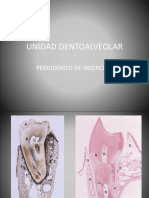 Unidad Dentoalveolar