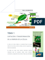 Tema 1: Captación Y Transformación de La Energía de La Célula