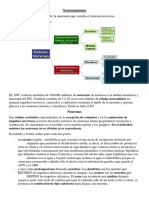 Neuroanatomía - Clase 8