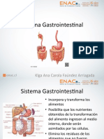 Anatomia Sistema Gastrointestinal