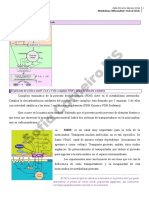 Metabolismo Mitocondrial: Ciclo de Krebs