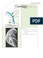 Desarrollo Embrionario