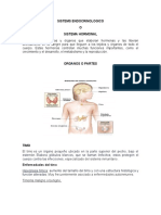 Sistema Endocrino