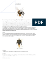 Corona Apicultores Anatomía Digestiva de Las Abejas