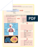 ¿Cuáles Son Los Componentes Del Aparato Respiratorio?