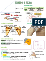 Hombro y Axila