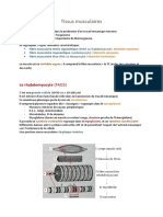 Tissus Musculaires