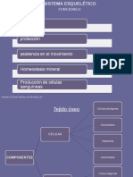Clase Sistema Esquelético I
