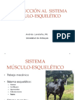 Introducción Al Sistema Músculo-Esquelético: Andrés Londoño, MV. Universidad de Antioquia