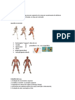 Sistema Muscular: Prendem o M. Ao Esqueleto