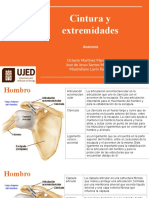 Cintura y Extremidades: Anatomía