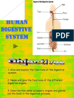 The Human Digestive System