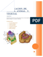 Observacion de Celula Animal y Vegetal