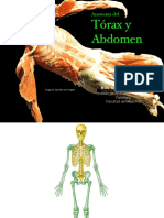 Tórax y Abdomen: Anatomía Del