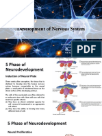 Development of Nervous System